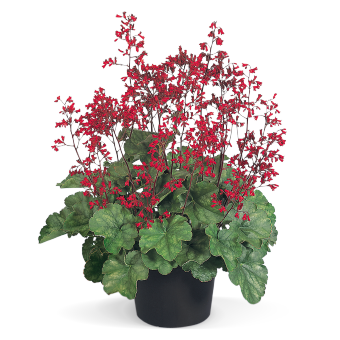 
                        Heuchera
             
                        sanguinea
             
                        Ruby Bells
            