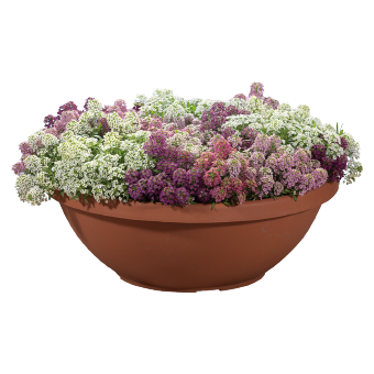 
                        Lobularia
             
                        maritima
             
                        Wonderland
             
                        Mix
            