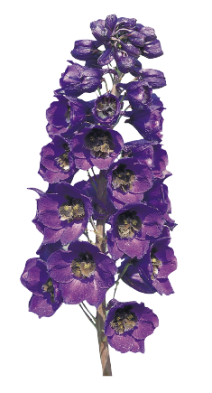 
                        Delphinium
             
                        hybrida
             
                        Benary's Pacific
             
                        Black Knight
            