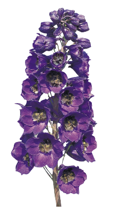 
                        Delphinium
             
                        hybrida
             
                        Benarys Pacific
             
                        Black Knight
            