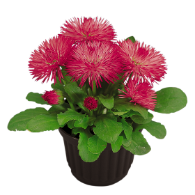 Roggli Rose