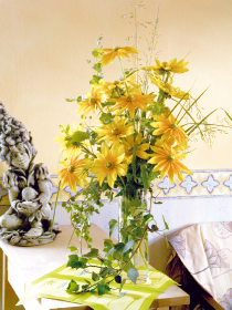 Rudbeckia hirta Prairie Sun 