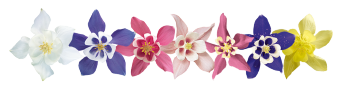 
                        Aquilegia
             
                        hybrida F₁
             
                        Spring Magic®
             
                        Pink & White
            