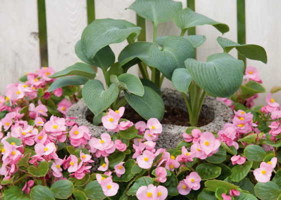 
                        Begonia
             
                        semperflorens F₁
             
                        Super Olympia®
             
                        Pink
            