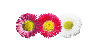 
                        Bellis
             
                        perennis
             
                        Speedstar® Plus
             
                        Mix
            