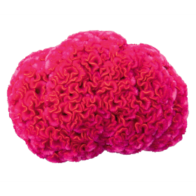 Brainiac Think Pink