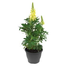   Lupini Yellow Shades