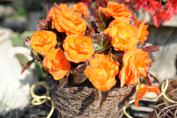 オゴペン180FP　HF　ハイフロート　オレンジ　G188 Begonia tuberhybrida F₁ Nonstop® Mocca Bright Orange | Benary