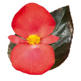 Begonia x benariensis F₁ BIG® DeluXXe Red Bronze Leaf