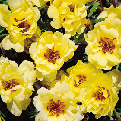 
                        Portulaca
             
                        grandiflora F₁
             
                        Sundial
             
                        Yellow
            