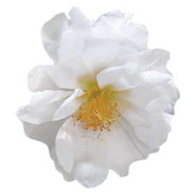   Sundial White