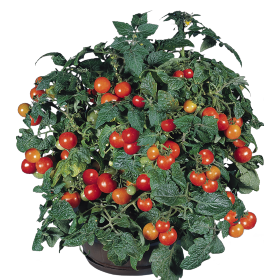 Solanum lycopersicum L. Gardener&#039;s Delight 