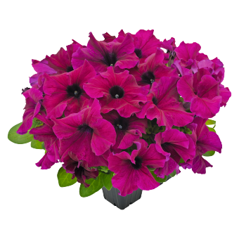 
                        Petunia
             
                        x hybrida F₁
             
                        SUCCESS!® HD
             
                        Burgundy
            