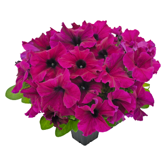 
                        Petunia
             
                        x hybrida F₁
             
                        SUCCESS! HD
             
                        Burgundy
            