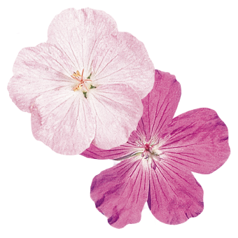 
                        Geranium
             
                        sanguineum
             
                        Vision®
            