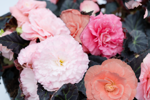 
                        Begonia
             
                        tuberhybrida F₁
             
                        Nonstop® Mocca
             
                        Light Pink Shades
            