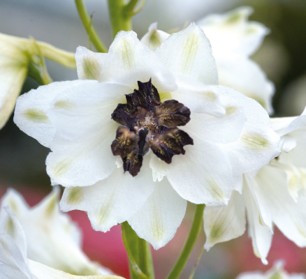 
                        Delphinium
             
                        elatum
             
                        Magic Fountains
             
                        White Dark Bee
            