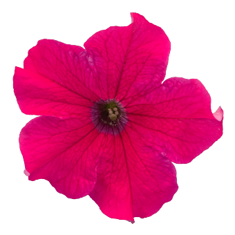 
                        Petunia
             
                        x hybrida grandiflora F₁
             
                        SUCCESS! 360°
             
                        Deep Rose
            