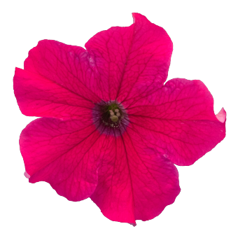 
                        Petunia
             
                        x hybrida F₁
             
                        SUCCESS! 360°
             
                        Deep Rose
            