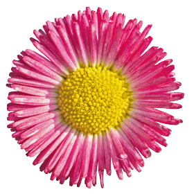   Speedstar® Plus Rose