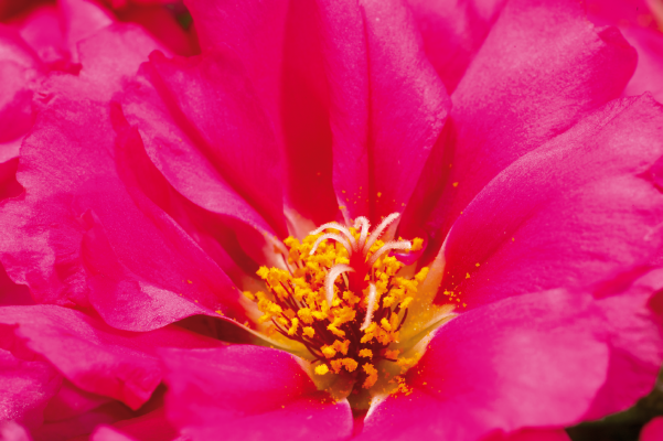 
                        Portulaca
             
                        grandiflora F₁
             
                        Stopwatch
             
                        Fuchsia
            