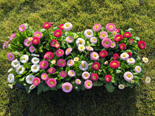 
                        Bellis
             
                        perennis
             
                        BellaDaisy
             
                        Mix
            