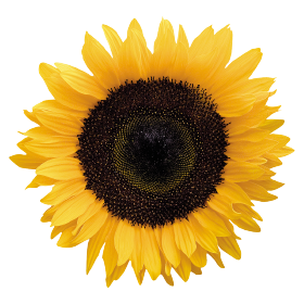   Solara 