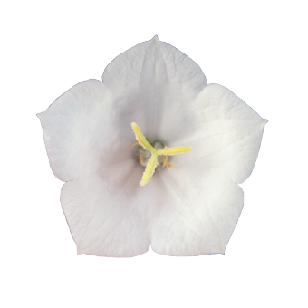 
                        Campanula
             
                        carpatica F₁
             
                        Pearl
             
                        White
            