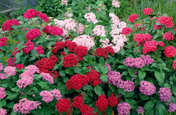 
                        Pentas
             
                        lanceolata F₁
             
                        Kaleidoscope
             
                        Mix
            