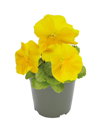 
                        Viola
             
                        wittrockiana F₁
             
                        Inspire® Plus
             
                        Yellow
            