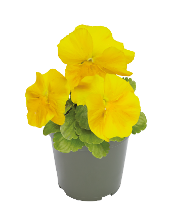 Viola
wittrockiana F₁
Inspire® Plus
Yellow