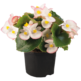   Super Olympia® Bicolor