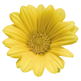 Gazania rigens Talent® Yellow