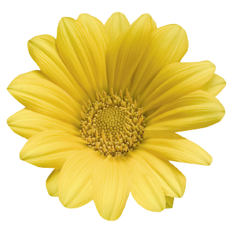 
                        Gazania
             
                        rigens
             
                        Talent®
             
                        Yellow
            