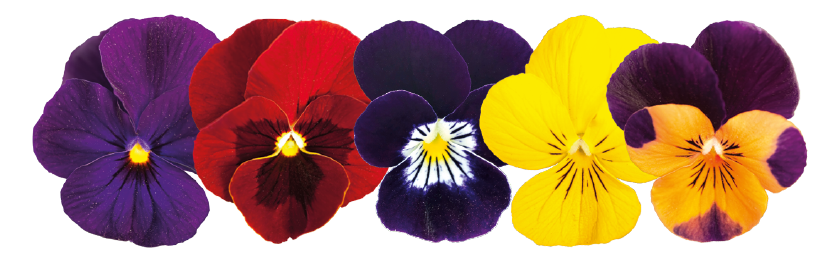 Viola
             
                        cornuta F₁
             
                        Admire®
             
                        Indian Summer Mix