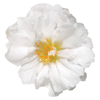 
                        Portulaca
             
                        grandiflora F₁
             
                        Stopwatch
             
                        White
            