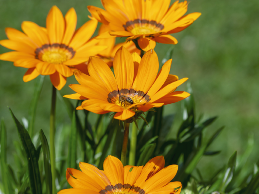 
                        Gazania
             
                        rigens F₁
             
                        Zany
             
                        Orange
            