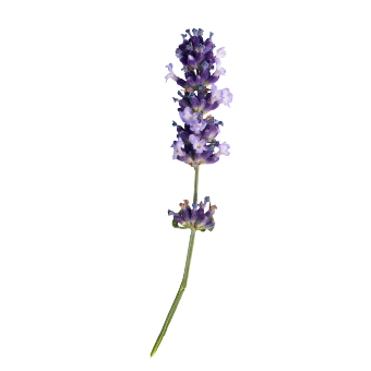 
                        Lavandula
             
                        angustifolia
             
                        Chill-Out
             
                        Blue
            