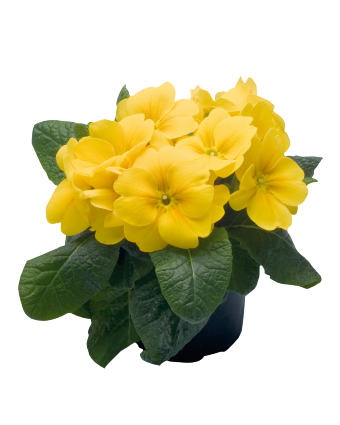 
                        Primula
             
                        elatior F₁
             
                        Piano
             
                        Yellow
            