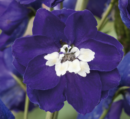 
                        Delphinium
             
                        elatum
             
                        Magic Fountains
             
                        Dark Blue White Bee
            