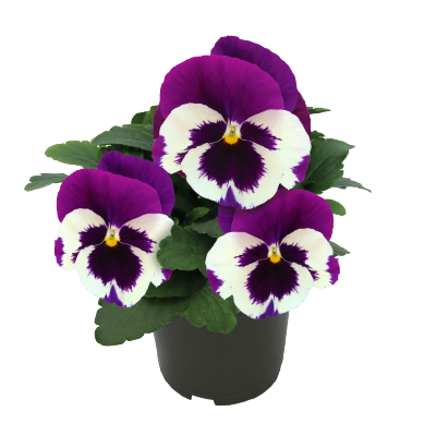 
                        Viola
             
                        wittrockiana F₁
             
                        Inspire® DeluXXe
             
                        White Violet Wing
            