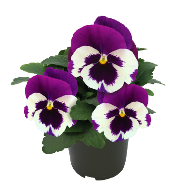 
                        Viola
             
                        wittrockiana F₁
             
                        Inspire® DeluXXe®
             
                        White Violet Wing
            