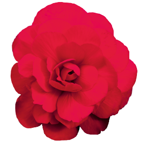 Nonstop® Mocca Cherry