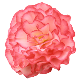   Nonstop® Rose Picotee