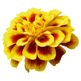 Tagetes patula Safari Yellow Fire