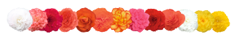 
                        Begonia
             
                        tuberhybrida F₁
             
                        Nonstop®
             
                        Rose Picotee
            