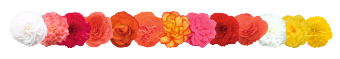 
                        Begonia
             
                        tuberhybrida F₁
             
                        Nonstop®
             
                        Salmon
            