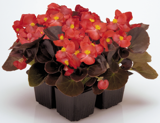 Begonia
semperflorens F₁
Nightlife
Red
