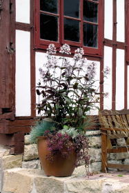 Penstemon digitalis Mystica 