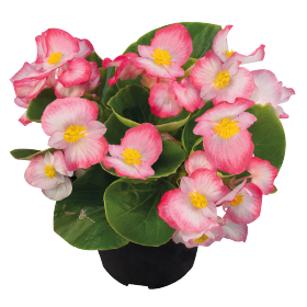 Sprint Plus Blush